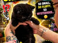 black cats 1-10