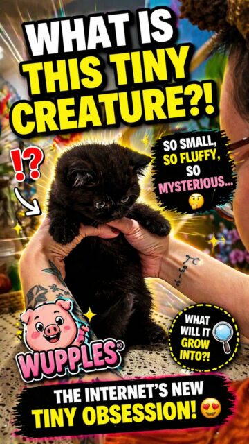 black cats 1-10