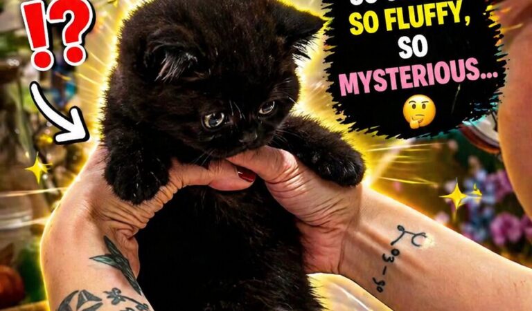 WUPPLES® Black Cats 😻 #wupples 1-10
