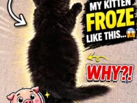 black cats 1-5