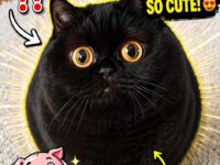 black cats 6-10