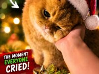 cat christmas 1-10