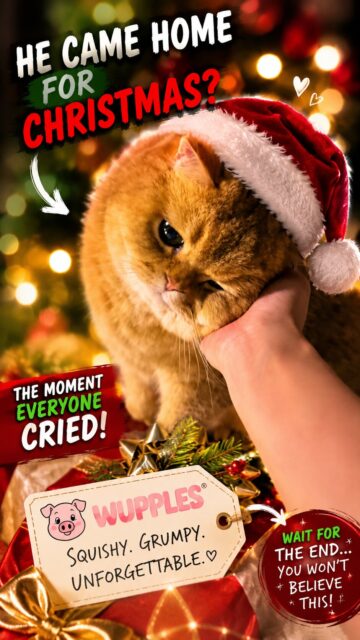 cat christmas 1-10