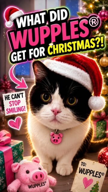 cat christmas 11-20