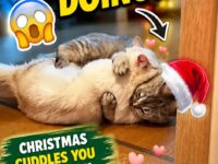 cat christmas 21-30