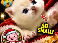 cat christmas 31-40