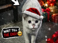 cat christmas 71-80