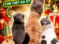 cat christmas 81-90