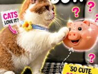 cats 11-20