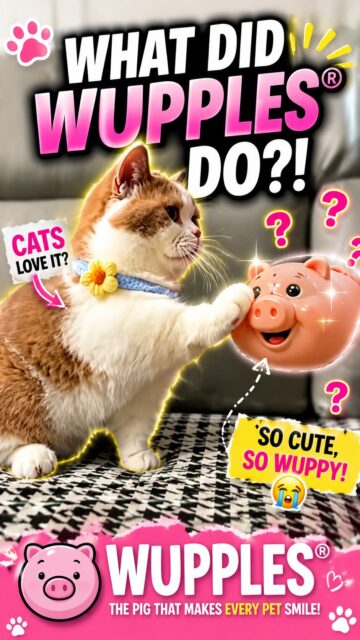 cats 11-20