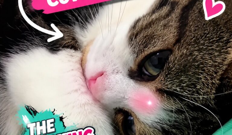 WUPPLES® Cats 😻 #wupples 71-80