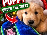 dog christmas 1-5