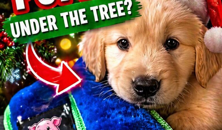 WUPPLES® Dog Christmas 🐶 #wupples 1-5
