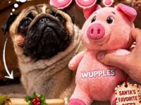 dog christmas 11-15