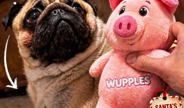 WUPPLES® Dog Christmas 🐶 #wupples 11-15