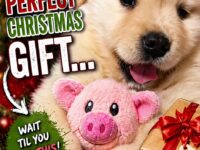 dog christmas 11-20