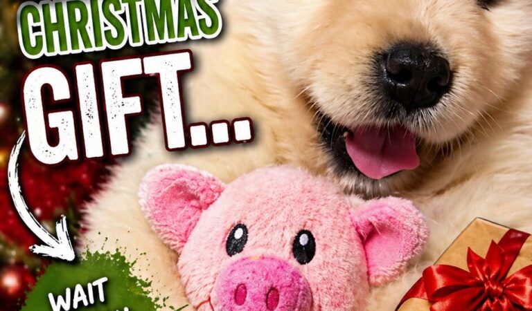 WUPPLES® Dog Christmas 🐶 #wupples 11-20