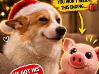 dog christmas 16-20