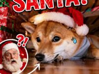dog christmas 21-25