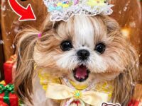 dog christmas 21-30