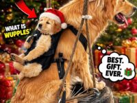dog christmas 26-30