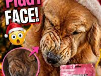 dog christmas 31-35