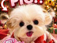dog christmas 6-10