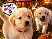 dog halloween 11-15