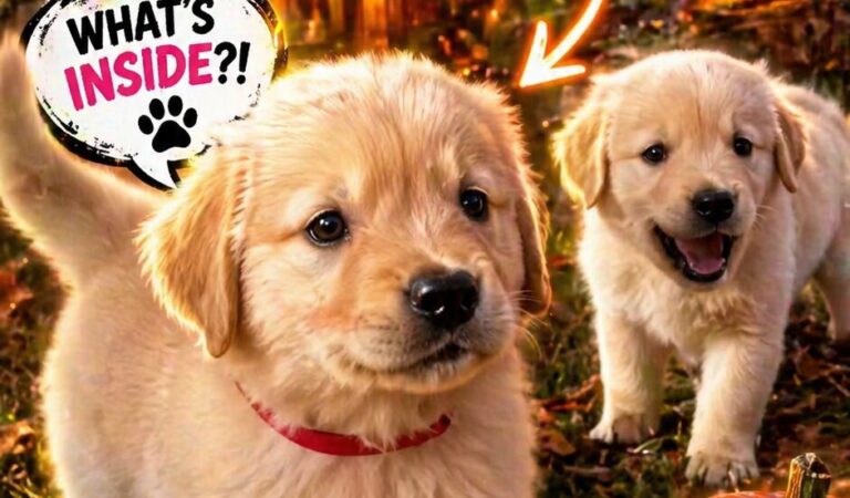 WUPPLES® Dog Halloween 🎃 #wupples 11-15