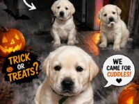 dog halloween 11-20