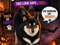dog halloween 21-25