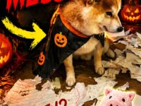 dog halloween 31-35