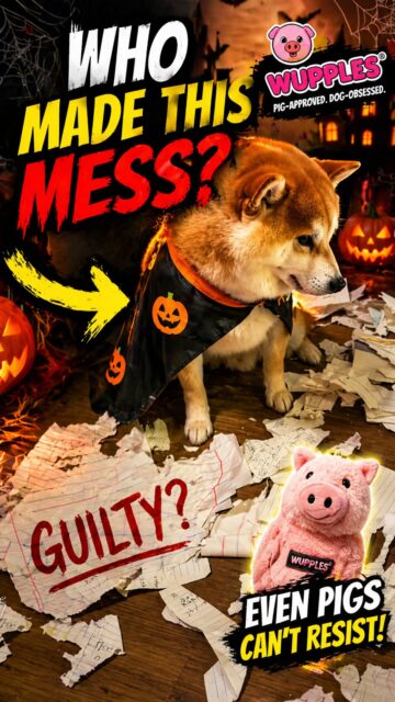 dog halloween 31-35