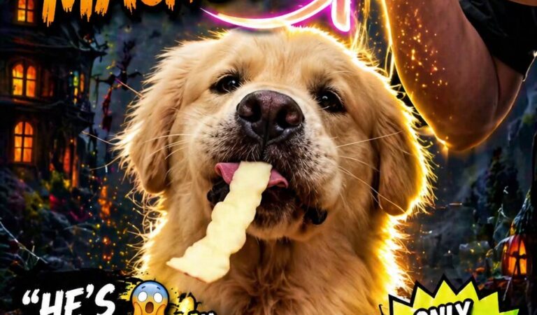 WUPPLES® Dog Halloween 🎃 #wupples 6-10