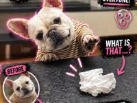 french bulldogs 1-10