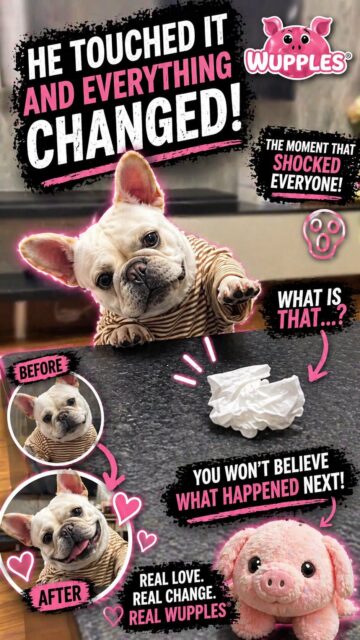 french bulldogs 1-10