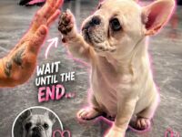 french bulldogs 1-5