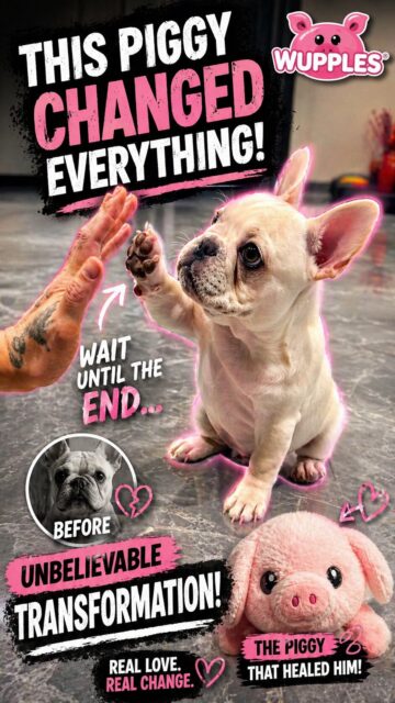 french bulldogs 1-5