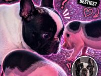 french bulldogs 6-10