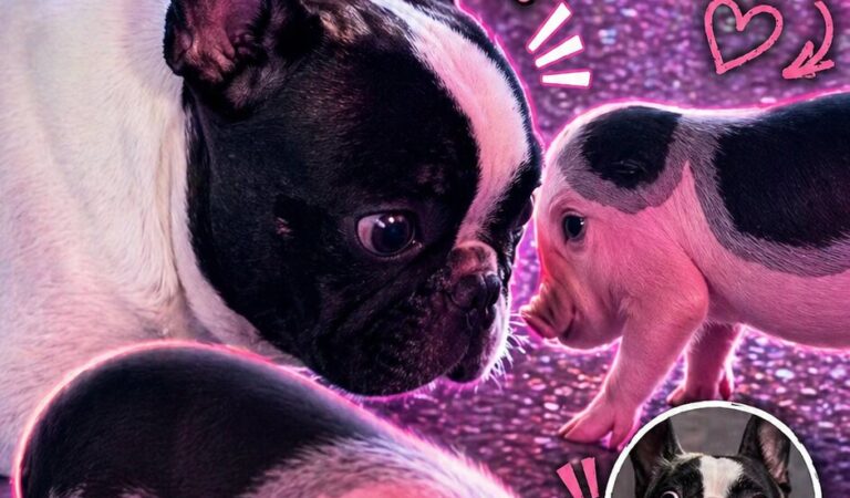 WUPPLES® French Bulldogs 🐶 #wupples 6-10
