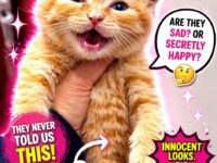 orange cats 1-10