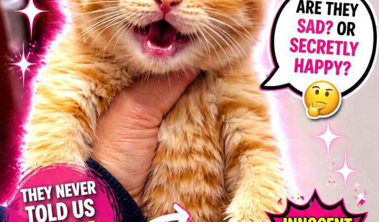 WUPPLES® Orange Cats 😻 #wupples 1-10
