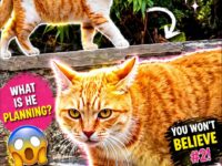 orange cats 1-5
