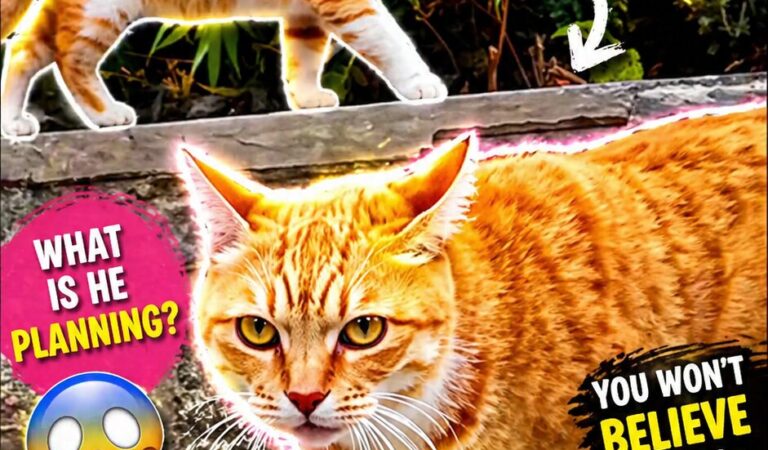 WUPPLES® Orange Cats 😻 #wupples 1-5