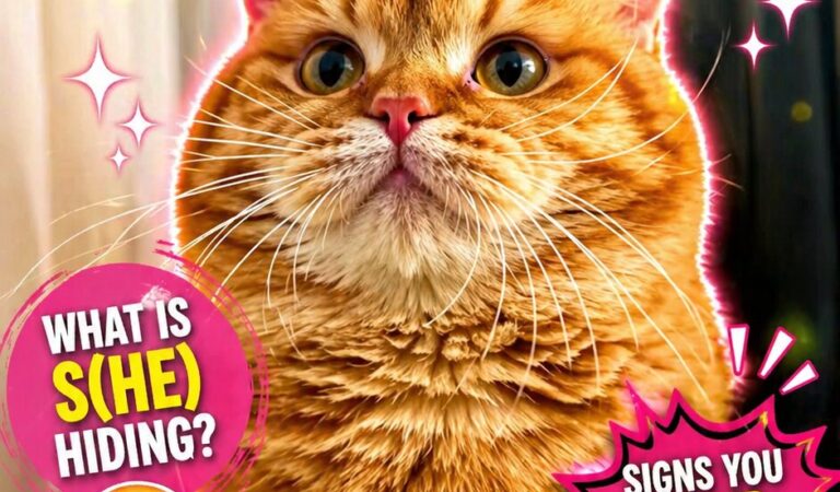 WUPPLES® Orange Cats 😻 #wupples 6-10