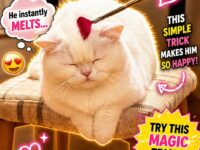 white cats 1-5
