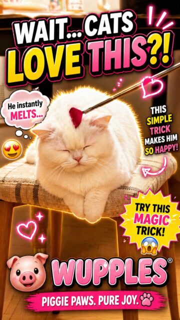 white cats 1-5