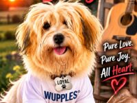 Havanese vertical